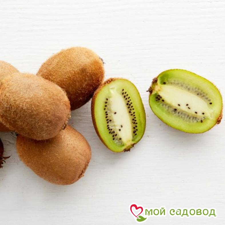 Киви актинидия деликатесная Хейворд