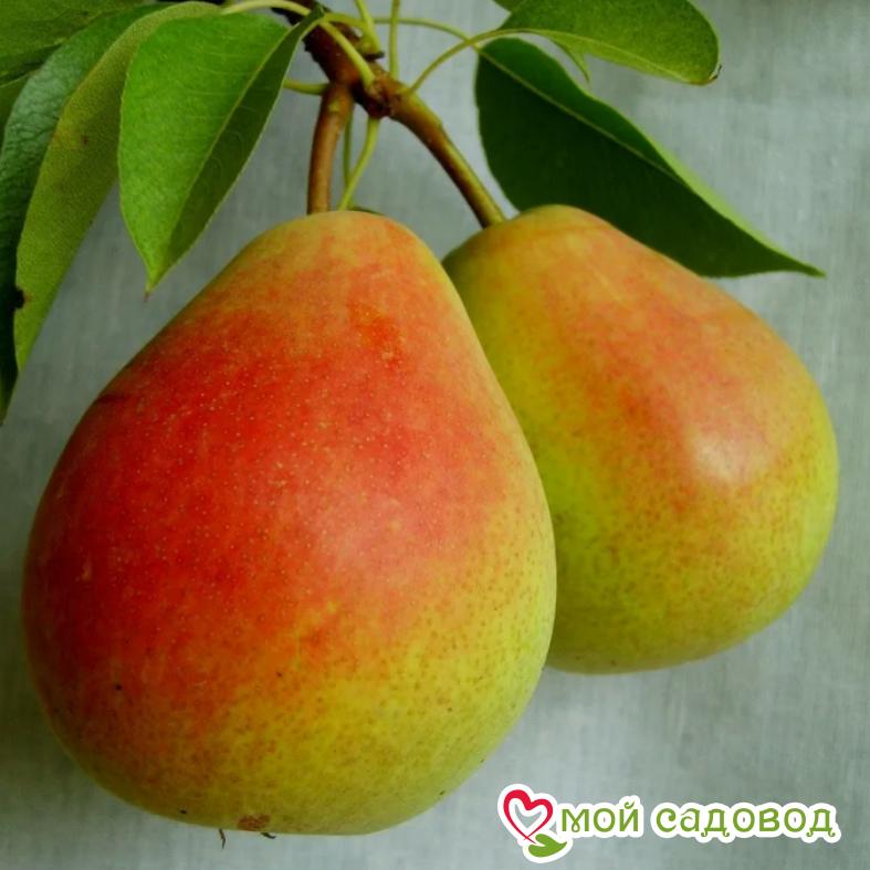 Груша Лесная красавица