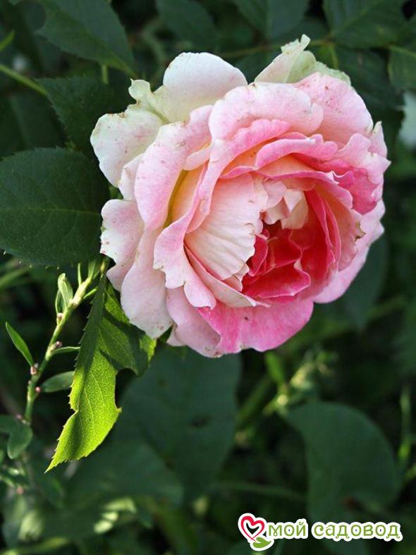 Роза Цезарь