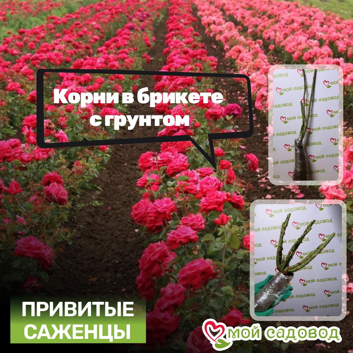 Роза чайно-гибридная Вувузела