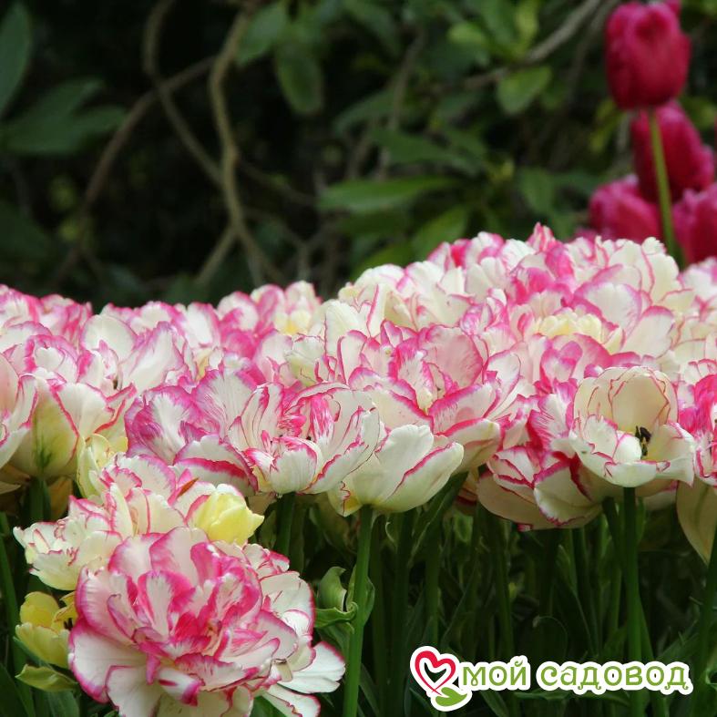 Тюльпан махровый Белиция