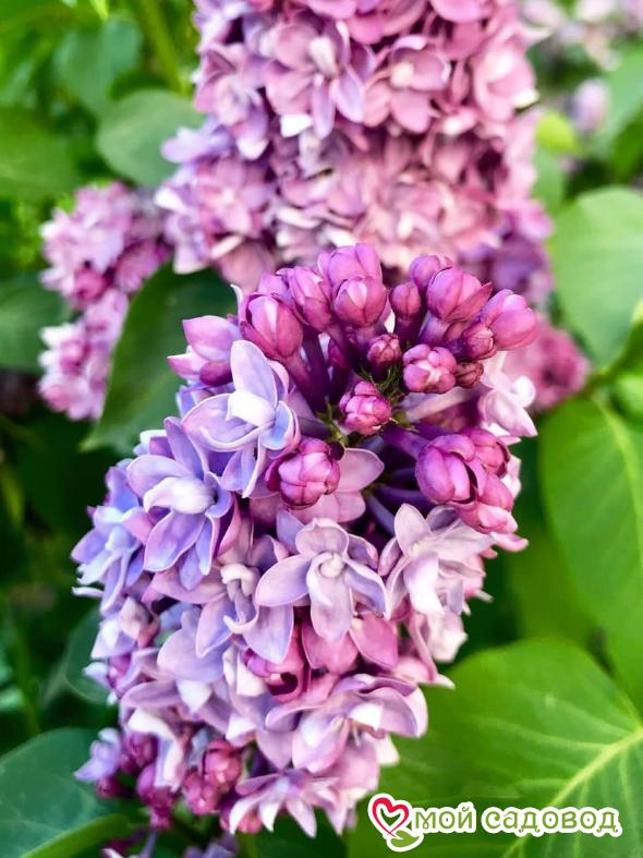 Сирень "Поль Тирион" (Paul Thirion)