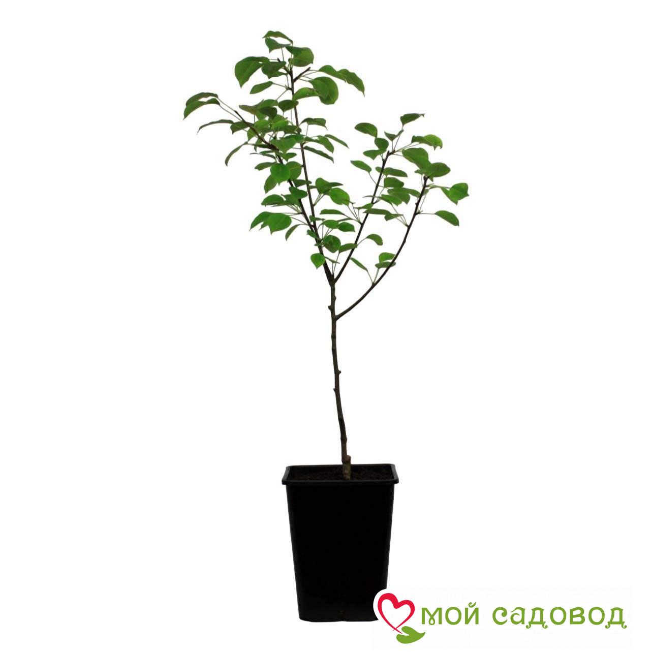 Груша Крупная Сладкая